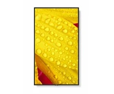 Monitorius NEC M651-2 65 colių UHD 500CD/QM - LED 24/7 SDM CM