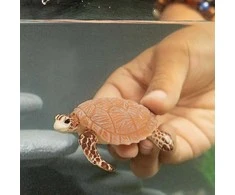 Schleich figūrėlė Bisa jūrų vėžlys