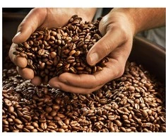 Kavos pupelės Tchibo Barista Caffè Crema, 1kg