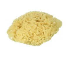 Natūrali jūros kempinėlė grubi 9-10cm dydžio