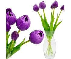 Saska Garden 50 cm violetiniai bijūniniai tulpės