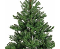 Everlands Alba fir aidonnäköinen joulukuusi, 210 cm