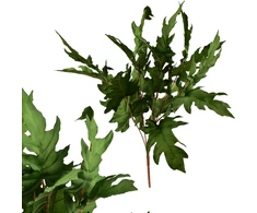 Mondex Since 1986 VIRIDIS 5 lapų puokštė 57 cm