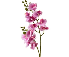 Mondex Since 1986 VIRIDIS dirbtinė gėlė orchidėja 65 cm