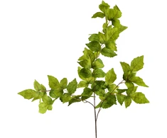 Mondex Since 1986 VIRIDIS lapo šakelė 100 cm
