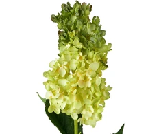 Mondex Since 1986 VIRIDIS gėlė ilga hortenzija 80cm