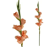 Mondex Since 1986 VIRIDIS Kwiat sztuczny Mieczyk 85cm gumowany