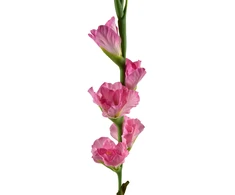 Mondex Since 1986 VIRIDIS Kwiat sztuczny Mieczyk 85cm rožinė gumowany