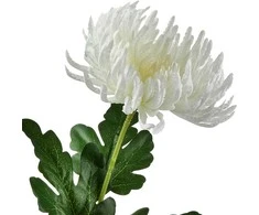 Mondex Since 1986 VIRIDIS Dirbtinė gėlė Chrizantemos šakelė 70 cm AW25