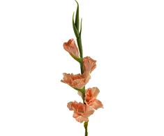 Mondex Since 1986 VIRIDIS Kwiat sztuczny Mieczyk 85cm gumowany