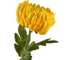 Mondex Since 1986 VIRIDIS Dirbtinė gėlė Chrizantemos šakelė 73 cm AW25
