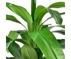 Mondex Since 1986 VIRIDIS Kwiat sztuczny 90cm w doniczce Dracena