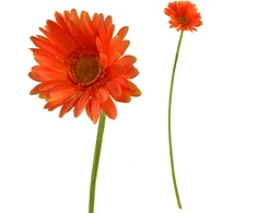 Mondex Since 1986 VIRIDIS kwiat sztuczny Gerbera 67cm