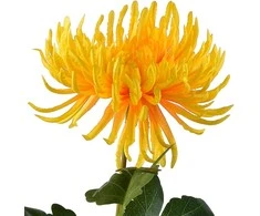 Mondex Since 1986 VIRIDIS Dirbtinė gėlė Chrizantemos šakelė 70 cm AW25