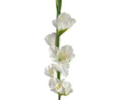 Mondex Since 1986 VIRIDIS Kwiat sztuczny Mieczyk 85cm balta gumowany