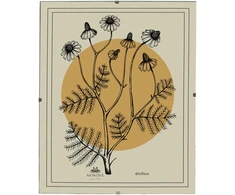 Nuotraukų rėmelis Mondex Since 1986 ADI Antyrama 40x50 cm Antyrama plexi