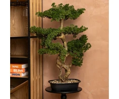 Artificial Bonsai medžio POLIN, juodas ceramic pot, 72 x 36 x 86 cm
