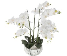 Dirbtinė orchidėja, 65 cm, cemento-marmuro vazonas