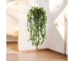 Dirbtinis kabantis augalas SENECIO, 60 cm