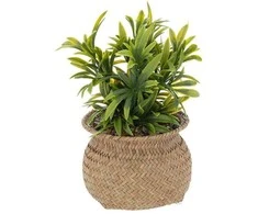 Atmosphera Dirbtinis augalas JIL vazonėlyje, aukštis 20 cm