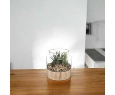 Atmosphera Dirbtiniai augalai, aukštis 17,5 cm, stikliniame terariume remiantis