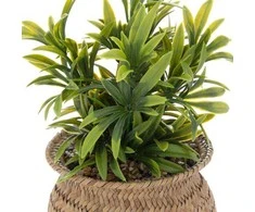 Atmosphera Dirbtinis augalas JIL vazonėlyje, aukštis 20 cm