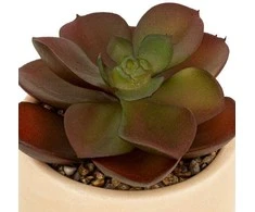 Atmosphera Dirbtinis sukulentas NILS vazonėlyje, 12 cm