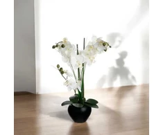 Orchidėja „Atmosphera“ juodame vazone, 53 cm