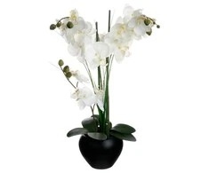 Orchidėja „Atmosphera“ juodame vazone, 53 cm