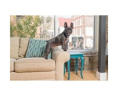 PetSafe Bark Control Collar antkaklis nuo lojimo/kaukimo su 6 lygių impulsu šunims