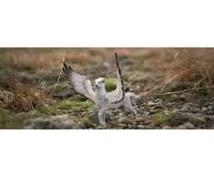 Schleich Figūrėlė Hardodziób iš Wizarding World serijos