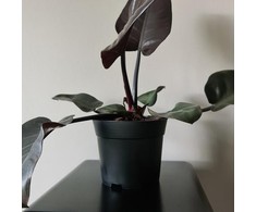 Gardlov Production pot - set of 20