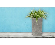 Šakotuvas Flower pot G21 Natur Tube 40 x 82 x 40
