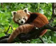 Ravensburger Dėlionė 500 vnt. - Mažoji panda