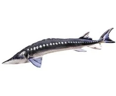 Žaislas EnergoFish Pillow European Sturgeon 125cm
