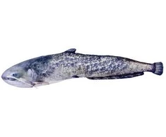 Žaislas EnergoFish Pillow Catfish 50cm