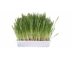 Trixie Žolė natūrali katėms 100g maišelyje MR