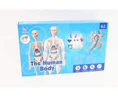 Norimpex *****Model anatomiczny ludzkie ciało 2002087 20875