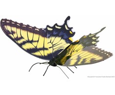 Metal Earth Metalinis 3D konstruktorius "Tiger Swallowtail"