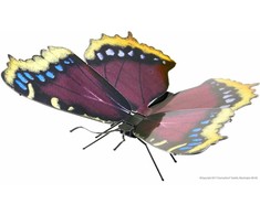 Metal Earth Metalinis 3D konstruktorius drugelis "Mourning Cloak"