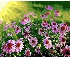 Tapyba pagal skaičius Laukinės ramunės 40x50 cm