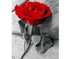 Tapyba pagal skaičius Scarlet Rose 40x50 cm