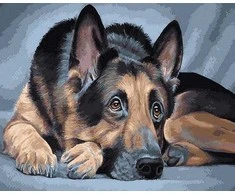 Tapyba pagal skaičius Vokiečių aviganis 40x50 cm