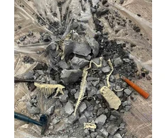 Archeologijos kasinėjimų rinkinys Dinozaurai, KX3582