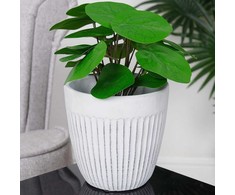 Gėlių vazonas keraminė balta 14 cm
