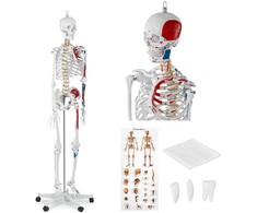 Physa Anatominis žmogaus skeleto modelis 180 cm + Anatominis plakatas