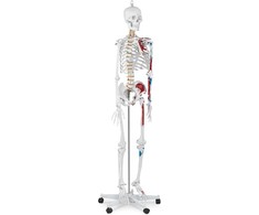 Physa Anatominis žmogaus skeleto modelis 180 cm + Anatominis plakatas