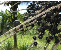 Ekologiškas aliejinės kopūstpalmės (acai) uogų aliejus, 50 ml