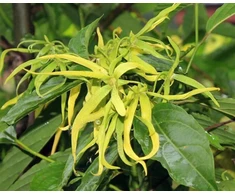 Ekologiškas kanangų (ylang ylang) eterinis aliejus, 10 ml