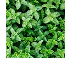 Ekologiškas šaltmėčių eterinis aliejus, 10 ml